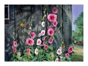 The shadow of the hollyhock - Giclée Print