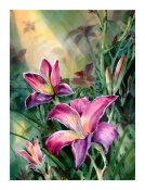 The burgundy hemerocallis - Giclée Print